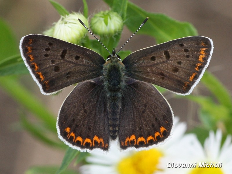 Lycaena tityrus maschio